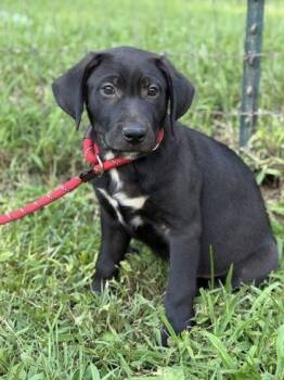 Whisper -  Labrador Retriever and Golden Retriever Dog for Adoption in Malvern, Pennsylvania - Whisper | PetCurious