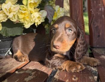 Sammy -  Dachshund Dog for Sale in Fort Plain, New York - Sammy | PetCurious