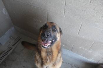 Rescue German Shepherd Dog Dogs for Adoption in Yucca Valley, California - Max | PetCurious