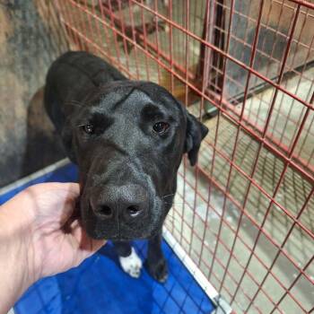 Treeing Walker Coonhound and Labrador Retriever Dogs Available for Adoption in Madill, Oklahoma - Charlie/ Krampus | PetCurious