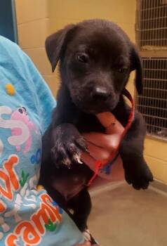 CHARLOTTE -  Labrador Retriever Dog for Adoption in St. Louis, Missouri - CHARLOTTE | PetCurious