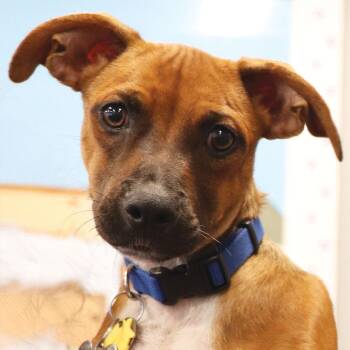 Milo -  Mixed Breed Dog for Adoption in Port Washington, New York - Milo | PetCurious