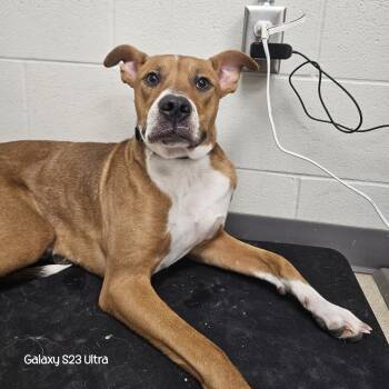 Rescue American Staffordshire Terrier Dogs for Adoption in Evansville, Indiana - Stormy | PetCurious