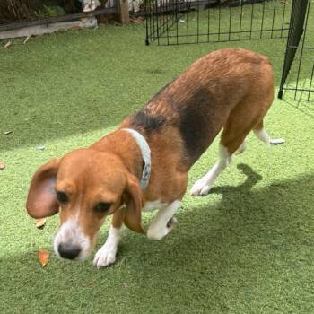Marigold 8854 -  Beagle Dog for Adoption in Loxahatchee Groves, Florida - Marigold 8854 | PetCurious