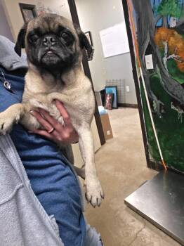 Pug Dogs Available for Adoption in New Braunfels, Texas - Puka (Tesla (Olaf)) | PetCurious