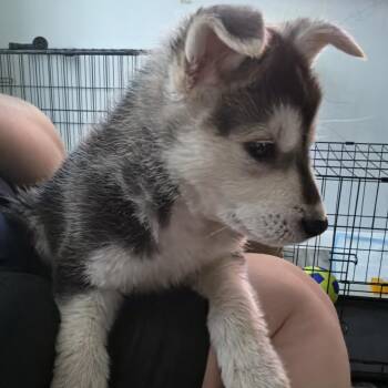 Summit -  Husky and Mixed Breed Dog for Adoption in Buffalo, Minnesota - Summit | PetCurious