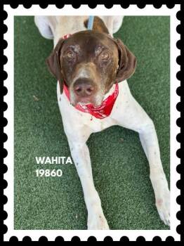 WAHITA -  Pointer Dog for Adoption in Marietta, Georgia - WAHITA | PetCurious
