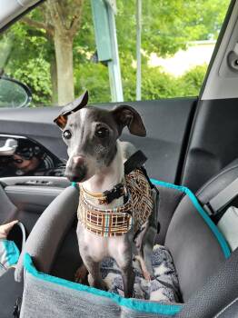 Banana -  Italian Greyhound Dog for Adoption in Edgewater, Maryland - Banana | PetCurious