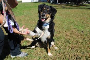 Augusto -  Border Collie and Mixed Breed Dog for Adoption in Kansas City, Missouri - Augusto | PetCurious