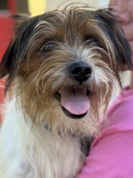 Alfie -  Terrier Dog for Adoption in Meherrin, Virginia - Alfie | PetCurious