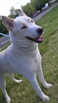 Loki -  Siberian Husky and Mixed Breed Dog for Adoption in Westland, Michigan - Loki | PetCurious
