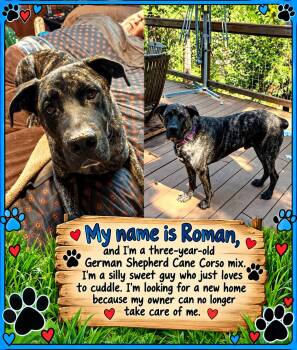 Ramon -  Cane Corso Dog for Adoption in Murphys, California - Ramon | PetCurious