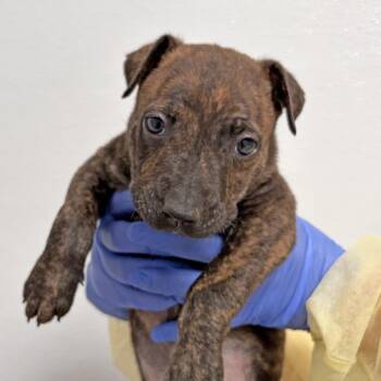 Pit Bull Terrier Dogs Available for Adoption in Ojai, California - Parfait | PetCurious