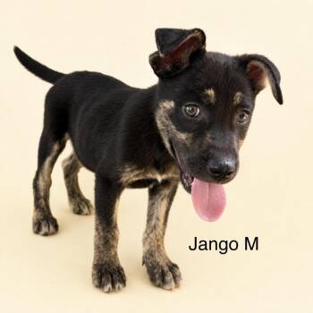 Jango -  Mixed Breed Dog for Adoption in Bend, Oregon - Jango | PetCurious