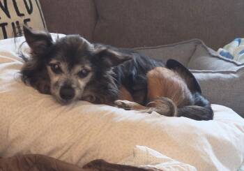 Bubbas -  Chihuahua Dog for Adoption in Merrillville, Indiana - Bubbas | PetCurious