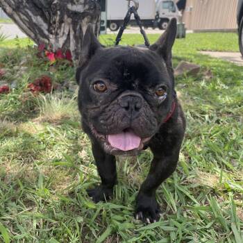 Rescue French Bulldog Dogs for Adoption in Oklahoma City, Oklahoma - Major Payne | PetCurious