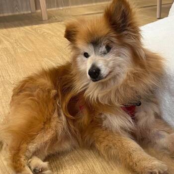 Pomeranian Dogs Available for Adoption - Tom Ford 13918 | PetCurious