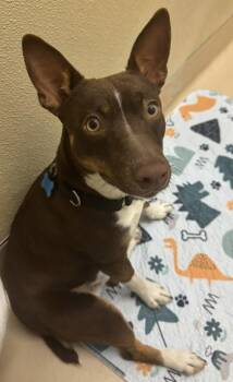 Mixed Breed Dogs Available for Adoption - Newt | PetCurious