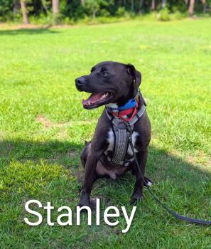 American Staffordshire Terrier and German Shepherd Dog Dogs Available for Adoption in Raeford, North Carolina - Sweet Stanley  | PetCurious