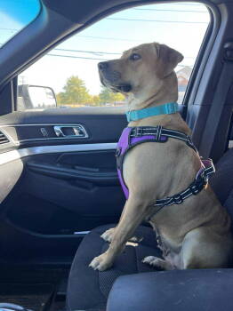 Rescue Black Mouth Cur and Labrador Retriever Dogs for Adoption in Elgin, Illinois - Peaches | PetCurious