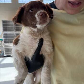 Mixed Breed Dogs Available for Adoption - Hammy | PetCurious