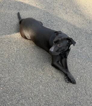 Missy -  Black Labrador Retriever Dog for Adoption in Spring, Texas - Missy | PetCurious