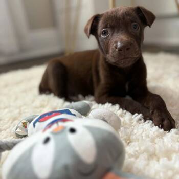Hershey -  Labrador Retriever and Shepherd Dog for Adoption in Enterprise, Alabama - Hershey | PetCurious
