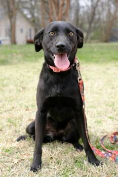 Mixed Breed Dogs Available for Adoption - Lainy | PetCurious