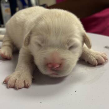 Retriever and Shepherd Dogs Available for Adoption - Jax | PetCurious