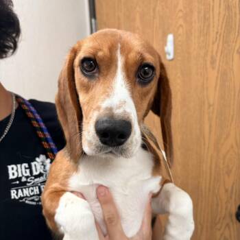London 5941 / 8914 -  Beagle Dog for Adoption in Loxahatchee Groves, Florida - London 5941 / 8914 | PetCurious