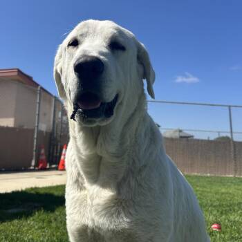 Snowy -  Yellow Labrador Retriever and Great Pyrenees Dog for Adoption in Goleta, California - Snowy | PetCurious