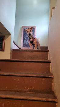 Beagle Dogs Available for Adoption - Agatha | PetCurious