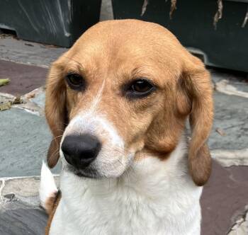 Molly -  Beagle Dog for Adoption in South Plainfield, New Jersey - Molly | PetCurious