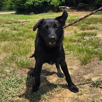 CT Rumi -  Labrador Retriever and Schnauzer Dog for Adoption in Eastford, Connecticut - CT Rumi | PetCurious