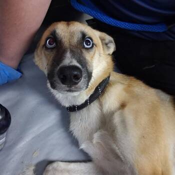 Princess Pointy Ears -  Husky Dog for Adoption in Summerville, South Carolina - Princess Pointy Ears | PetCurious