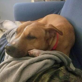 Clay -  Mixed Breed Dog for Adoption in Port Charlotte, Florida - Clay | PetCurious