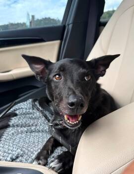 Brodie -  Jack Russell Terrier and Border Collie Dog for Adoption in Prineville, Oregon - Brodie | PetCurious