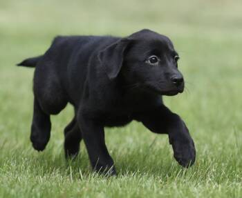 Labrador Retriever and Border Collie Dogs Available for Adoption in Mechanicsburg, Pennsylvania - SHELLY | PetCurious