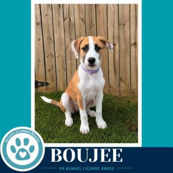 Boujee (Boujee Babies) 082226 -  Labrador Retriever and Boxer Dog for Adoption in Kimberton, Pennsylvania - Boujee (Boujee Babies) 082226 | PetCurious