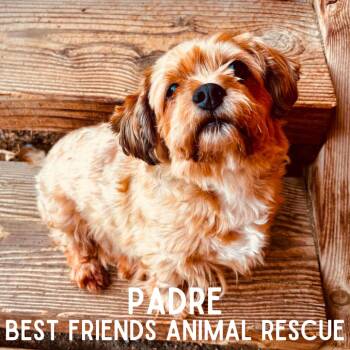 Padre -  Shih Tzu and Miniature Poodle Dog for Adoption in Wasilla, Alaska - Padre | PetCurious
