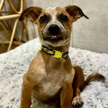 Whiskey - The Smiling Survivor -  Australian Shepherd and Chiweenie Dog for Adoption in Carolina, Carolina - Whiskey - The Smiling Survivor | PetCurious