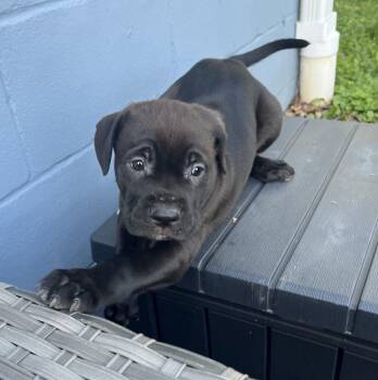 Luna -  Cane Corso and Pit Bull Terrier Dog Available for Adoption in Youngstown, Ohio - Luna | PetCurious