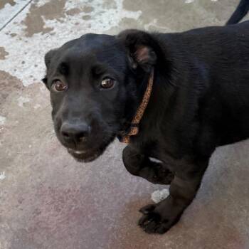 Cera -  Cane Corso and Shepherd Dog for Adoption in Palm Springs, California - Cera | PetCurious