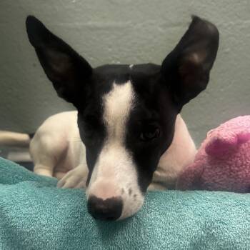 Lima Bean -  Mixed Breed Dog for Adoption in Asheville, North Carolina - Lima Bean | PetCurious
