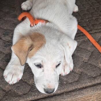 Great Pyrenees and Mixed Breed Dogs Available for Adoption - Paris | PetCurious