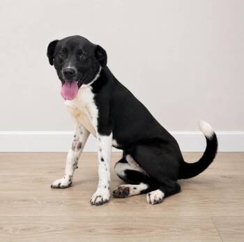 Flash -  Labrador Retriever and Border Collie Dog for Adoption in Georgetown, Ohio - Flash | PetCurious