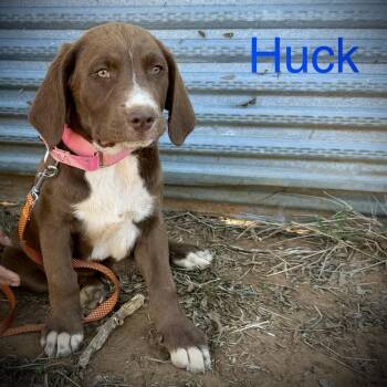 American Staffordshire Terrier and Hound Dogs Available for Adoption - Huck | PetCurious