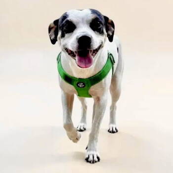 Rescue Terrier Dogs for Adoption in Grand Bay, Alabama - Spot | PetCurious