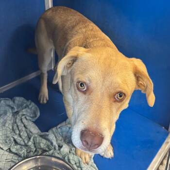 110054 -  Mixed Breed Dog for Adoption in Las Cruces, New Mexico - 110054 | PetCurious