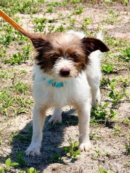 Chihuahua and Wirehaired Terrier Dogs Available for Adoption in Cape Coral, Florida - Hollis | PetCurious